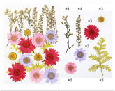 23 In 1 Pressed Flowers Fl059
